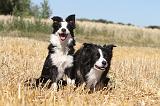 BORDER COLLIE 110